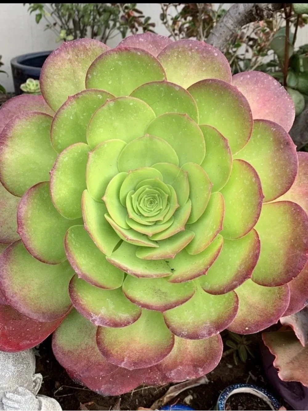 Large Aeonium Urbucum Platter Unrooted Succulent